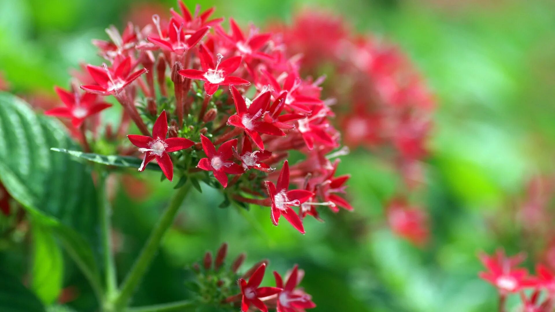 герань кроваво-красная (geranium sanguineum). гвоздика травянка. мелкие красные цветы. мелкие красные. красный цветок.