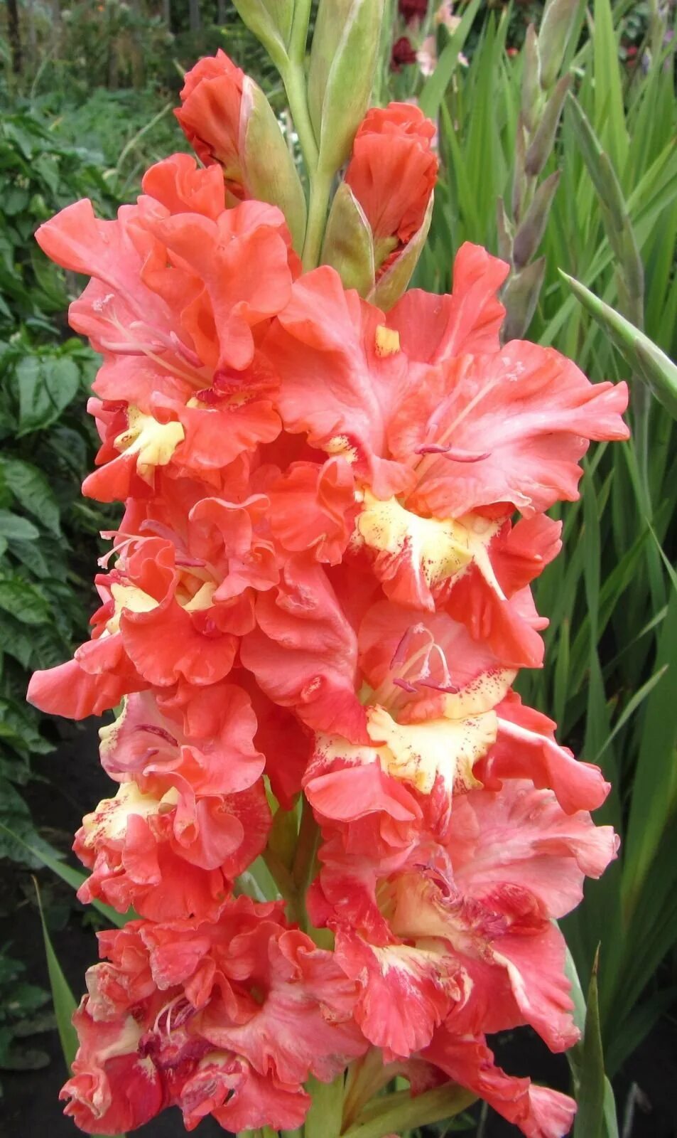 гладиолус танго роксен. сорта отечественной селекции. сорта отечественной селекции. сорт фиалки джорджия. сирень пурпурная красная москва.