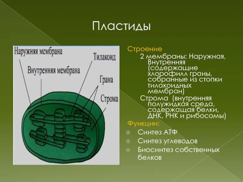 Состав хлоропласта. Строение пластид и их функции. Пластиды строение и функции. Биология 6 класс пластиды таблица. Пластиды хлоропласты строение и функции.