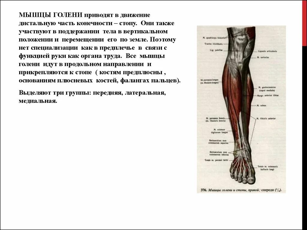 Поверхностный сгибатель пальцев кисти. Мышца которая сгибает конечность в дистальном. Мышцы предплечья глубокий сгибатель пальцев. Мышцы сгибатели голени. Мышца которая сгибает конечность в дистальном.