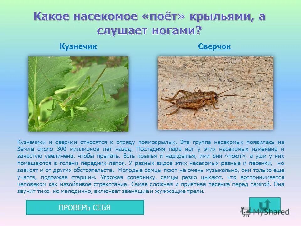 Появление насекомых. Как зимуют кузнечики. Насекомые с названиями для детей. Откуда появились насекомые. Какие насекомые появляются весной.