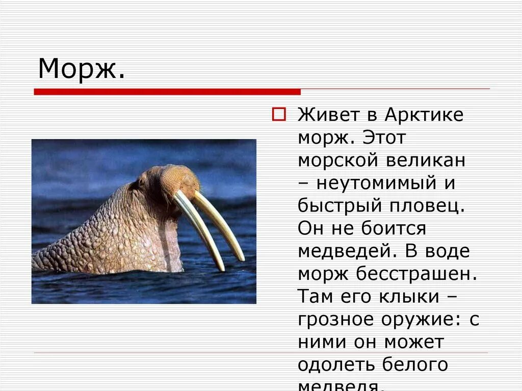 Морж. Морж живет в Арктике. Доклад про моржа. Информация о Морже.