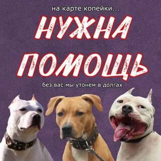 Долги собака