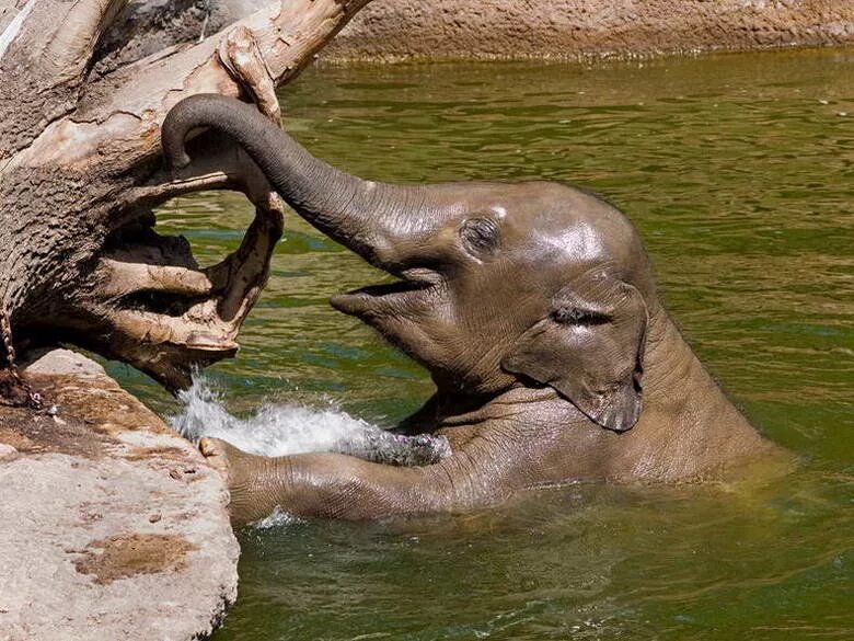 Elephant swim. Слоны умеют плавать. Слон в воде. Слон плывет. Слон плавает.