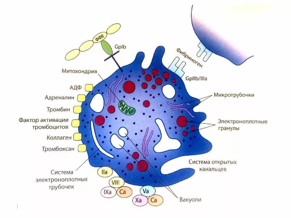 Кровяные пластинки строение. Тромбоциты строение анатомия. Схема строения кровяной пластинки. Схема строения тромбоцита. Гранулы тромбоцитов содержат