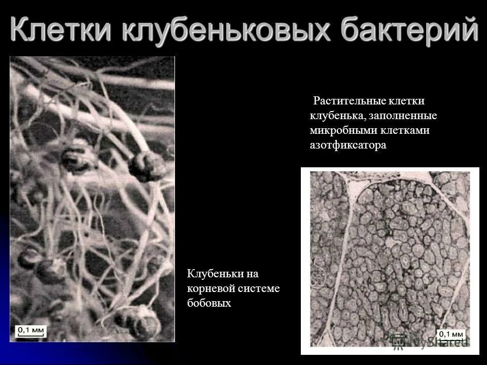 клубеньковые бактерии тип питания