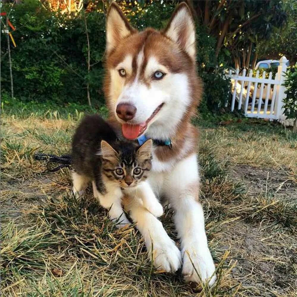 Кошка лайка