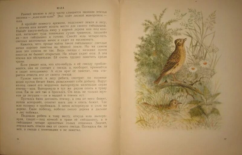 Скребицкий весенняя песня 2 класс читать. Г Скребицкий Жаворонок. Г Скребицкий Жаворонок 2 класс. Г Скребицкий Жаворонок текст.