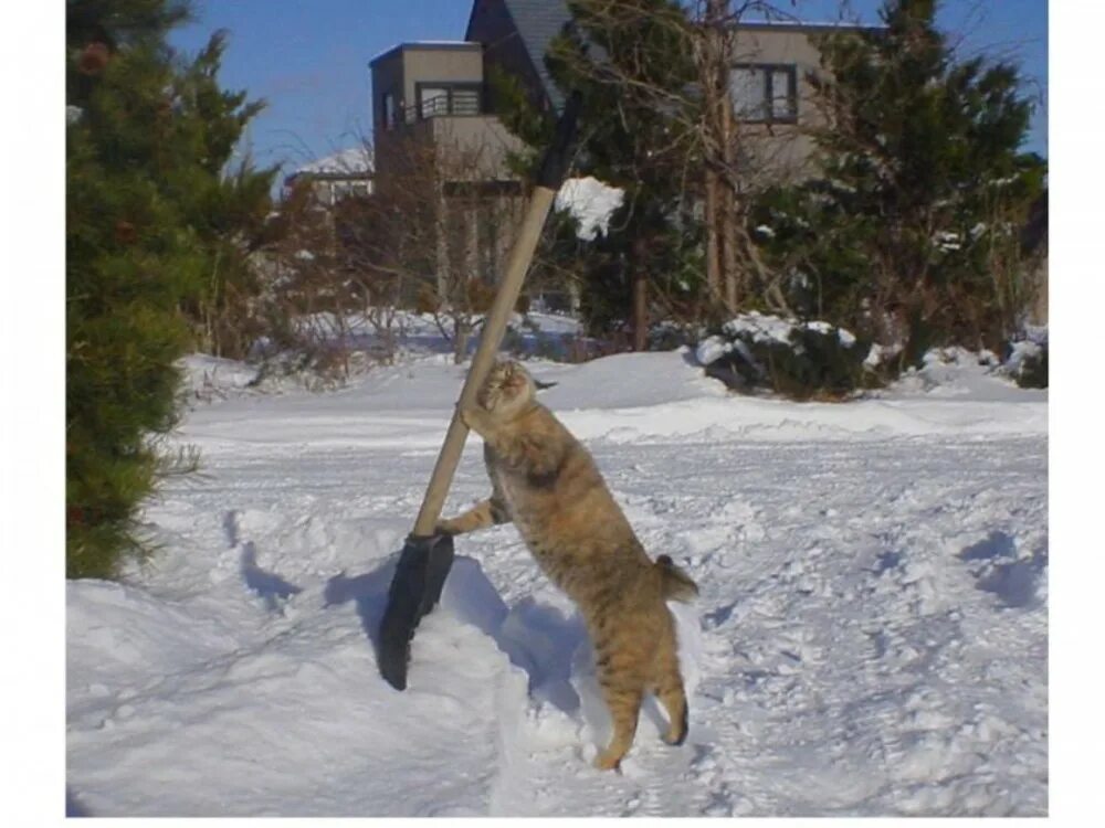 Убери чуть чуть. Кот с лопатой. Смешное про весну. Кот убирает снег. Приколы про зиму и весну.
