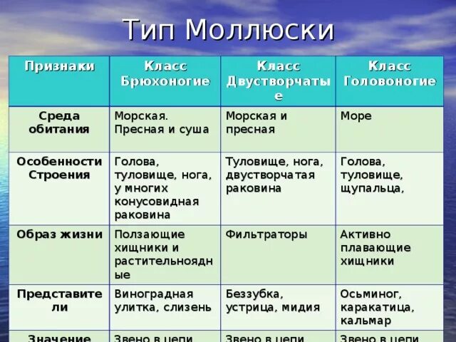 Общая характеристика классы моллюсков. Таблица по биологии 7 класс брюхоногие двустворчатые головоногие. Класс брюхоногие моллюски 7 класс биология таблица. Таблица по биологии 7 класс брюхоногие моллюски. Тип моллюски 7 класс биология строение.