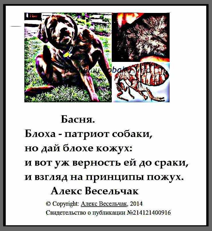 Жрецы кибелы басня эзопа. Басня блоха. Басня блоха. Басня блоха сумароков. Басня блоха.