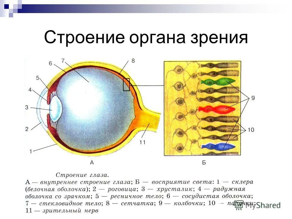 Тема урока глаз