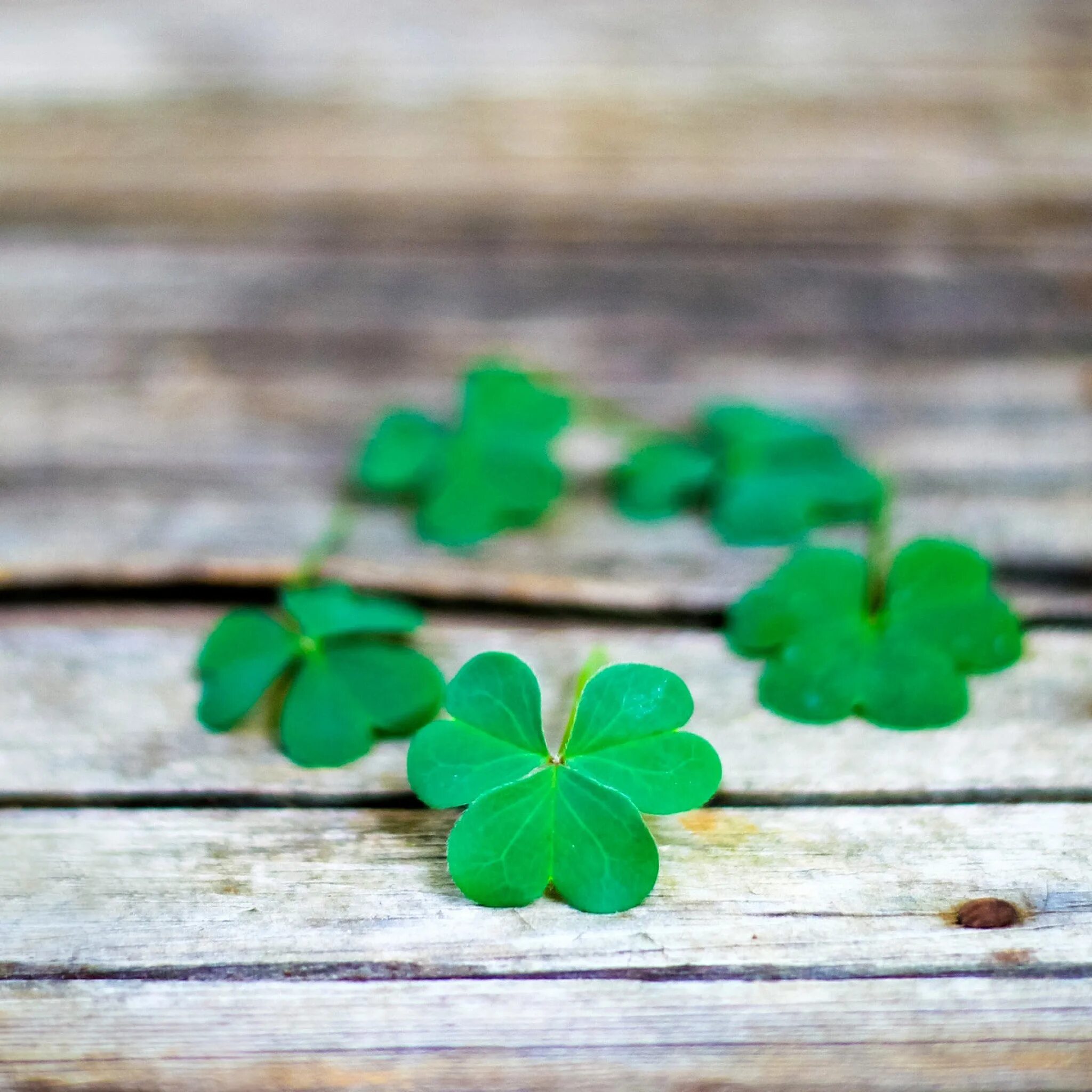 клевер четырёхлистник. четырехлистный клевер shamrock green. четырёхлистный клевер символ удачи. L over. четырехлистный клевер клевер.