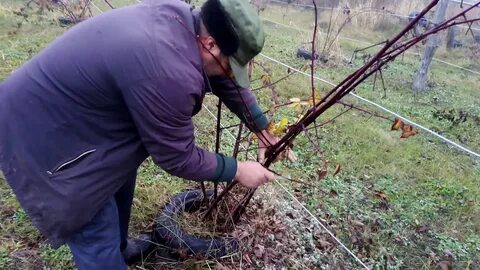 Осенней обрезки ежевики