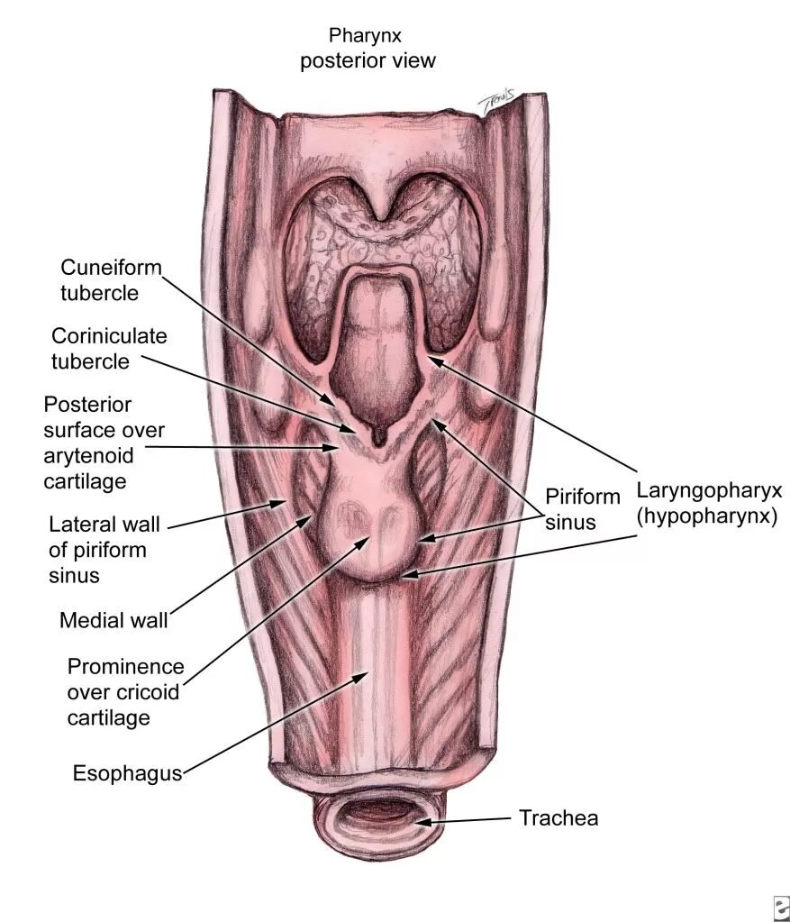 Анатомия гортаноглотки грушевидный синус. Грушевидный карман глотки анатомия. Грушевидный синус гортани. Левый грушевидный синус гортани. Карманы глотки