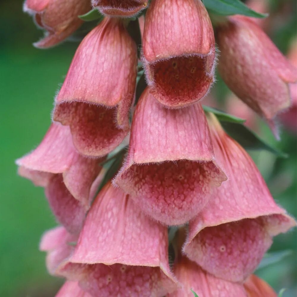 Foxglove. Digitalis mertonensis. Digitalis х mertonensis. Наперстянка мертонская Summer King. Foxglove цветок.