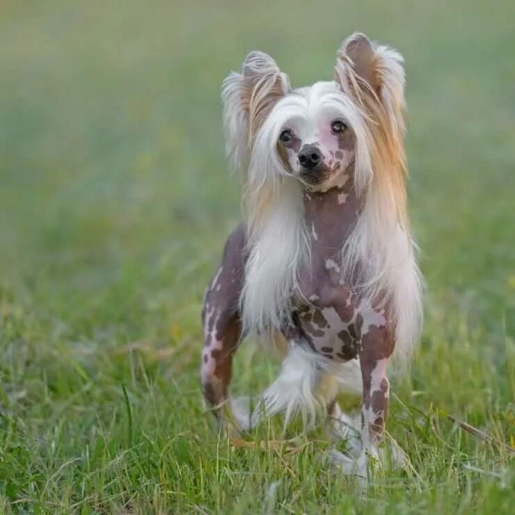 Хохлатая китайская хохлатая. Хохлатая китайская хохлатая. Китайская хохлатая собачка. Покажи китайскую хохлатую. Китайская хохлатая собака рост.