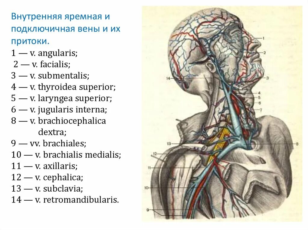 Яремная артерия где находится. Внутренняя яремная Вена и Сонная артерия. Внечерепные вены внутренней яремной. Яремные вены Вена анатомия. Внутренняя Сонная и внутренняя яремная Вена.