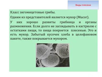 К плесневым одноклеточным грибам относится