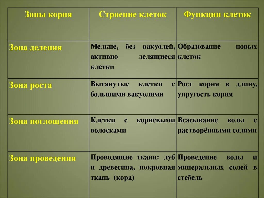 Зоны корня таблица. Таблица характеристика зон корня. Функции отдельных зон корня. Таблица зоны корня 6 класс биология. Биология 6 класс таблица корни