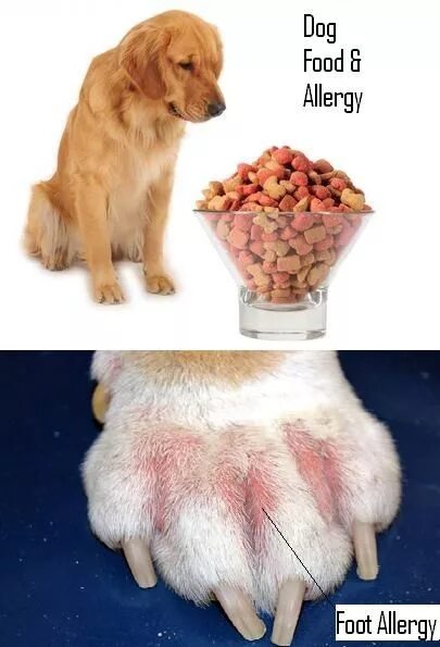 Аллергены для собак. Пищевая аллергия у собак. Пищевая алеогияу собак.