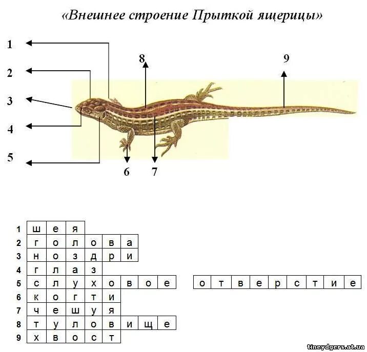 Прыткая ящерица строение конечностей. Класс пресмыкающиеся внутреннее строение ящерицы. Внешнее строение прыткой ящерицы. Строение ящерицы 7 класс биология. Кроссворд земноводные биология