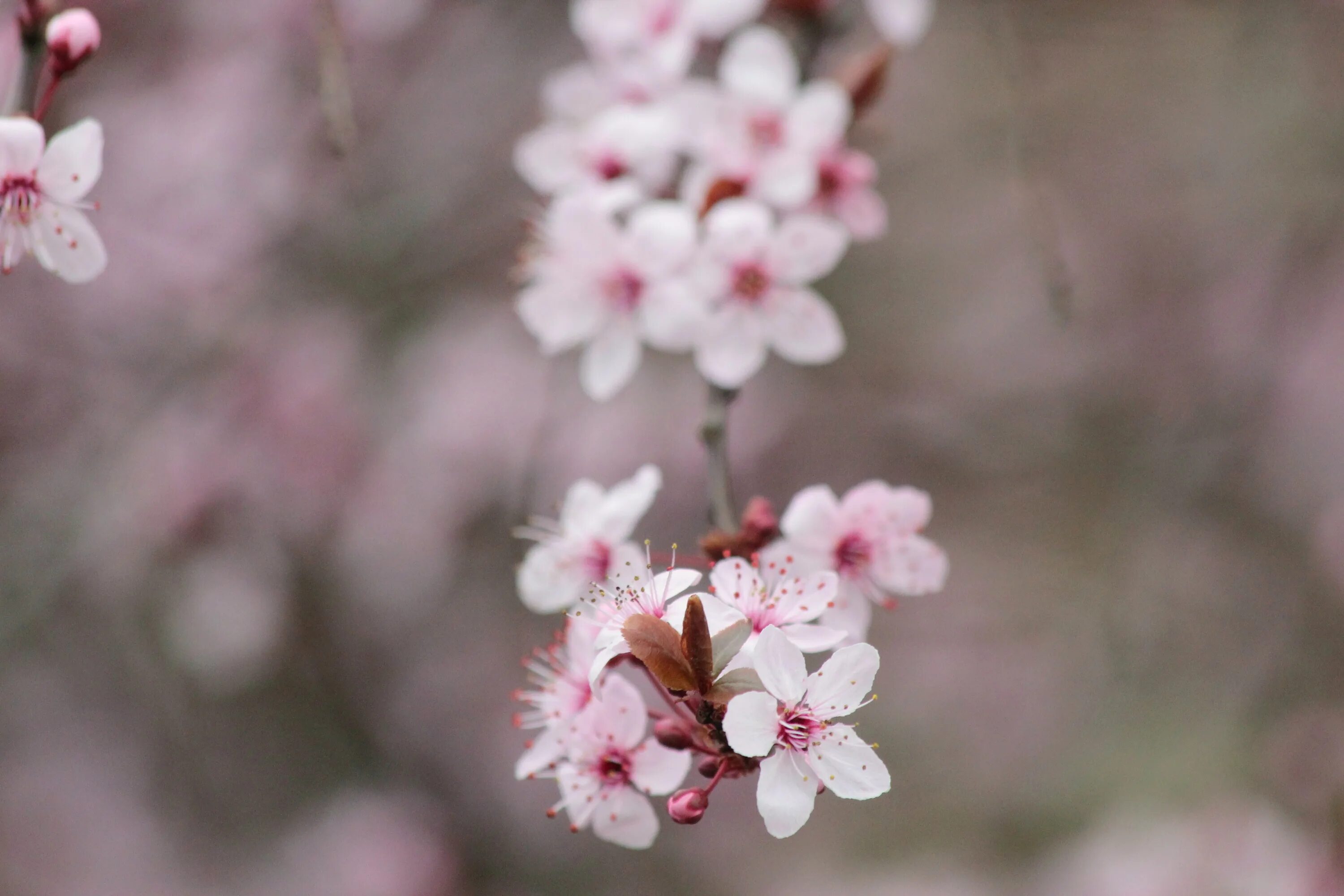 Цветы вишни. Цветущая вишня. Вишни в цвету. Текстура цветущей вишни. White blossoms