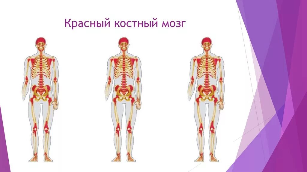 Костный мозг где находится. Локализация красного костного мозга. Красный костный мозг у взрослого человека расположен. Расположение красного костного мозга. Красный костный мозг локализуется.