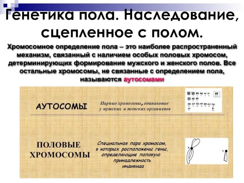 Что такое определенный пол. Варианты хромосомного определения пола. генетические механизмы определения пола. хромосомный механизм определения пола. определение пола хромосомы.