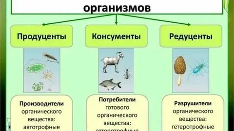 Продуценты консументы и редуценты это основные структурные