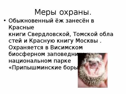 Еж занесен в красную