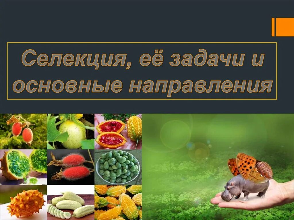 Селекция задачи. Предмет селекции. задачи селекции. основные направления селекции. задачи селекции биология.