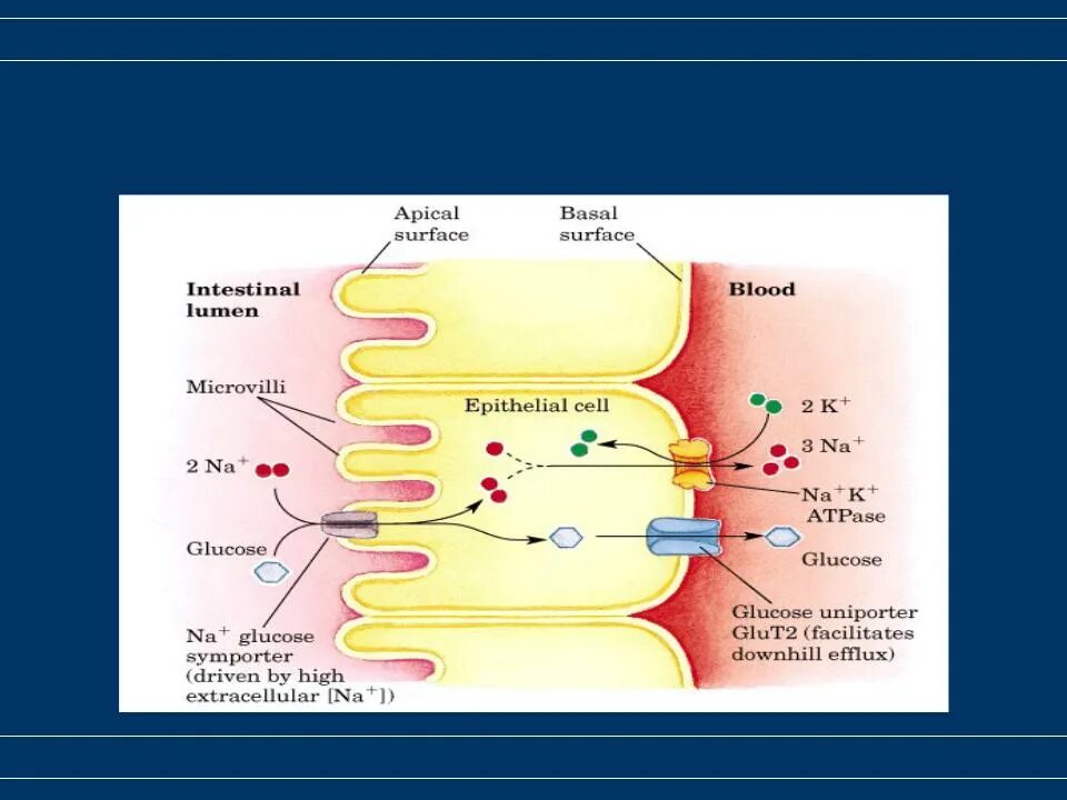 Транспорт глюкозы кровью. Механизм всасывания Глюкозы биохимия. Схему всасывания веществ в тонком кишечнике. Всасывание моносахаридов в кишечнике. Всасывание Глюкозы в кишечнике.