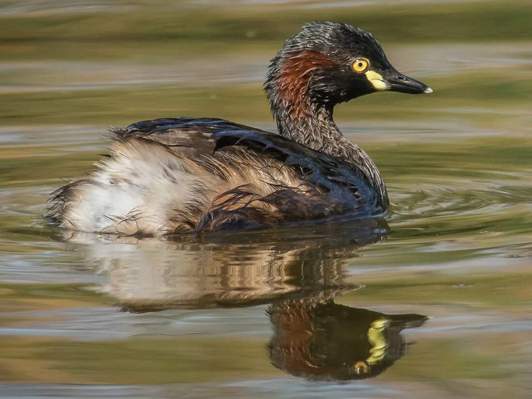 Черношейная поганка (Podiceps nigricollis). Птицы Сибири.