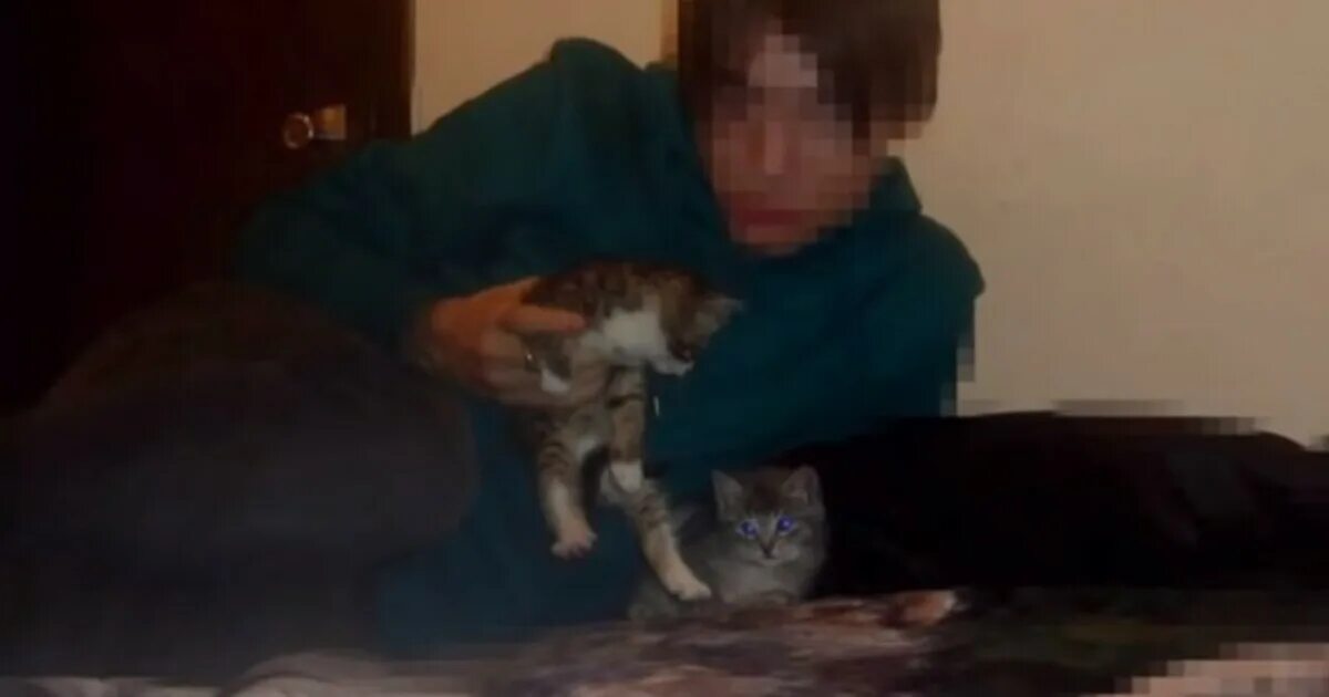 1 boy 2 kittens original. мама кошка гифка. 1 boy 2 kittens original. 1 boy 2 kittens original.