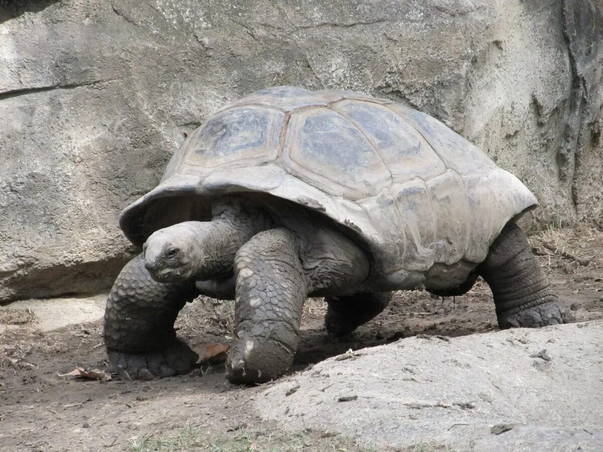 Галапагосская черепаха. Галапагосские черепахи Дарвин. Абингдонская слоновая черепаха. Галапагосская гигантская черепаха. Абингдонская слоновая