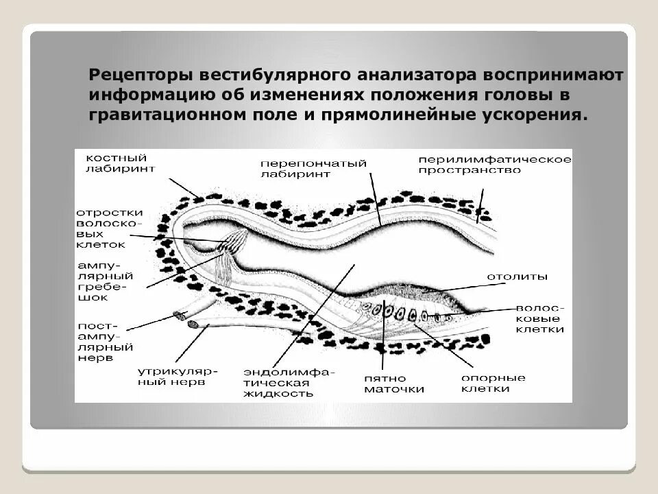 Рецепторы вестибулярного аппарата находятся. Рецепторный аппарат вестибулярного анализатора. Рецепторы вестибулярной системы. Функции вестибулярной сенсорной системы. Рецепторы вестибулярного аппарата.