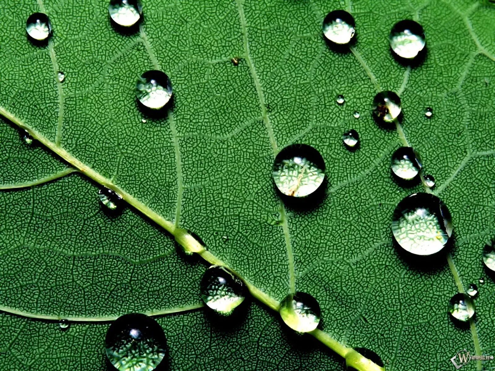 Капли воды на листьях. Роса на листьях. Листья с капельками воды. Капля на листе. Дерево в капле воды