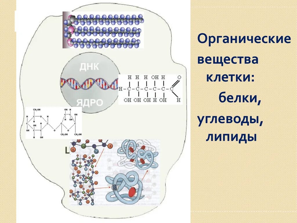 Углеводы липиды строение. Органические вещества клетки жиры биология. Белки липиды углеводы нуклеиновые кислоты. Белки органические вещества. Органические вещества клетки белки углеводы липиды.