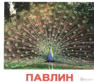 Пава что значит