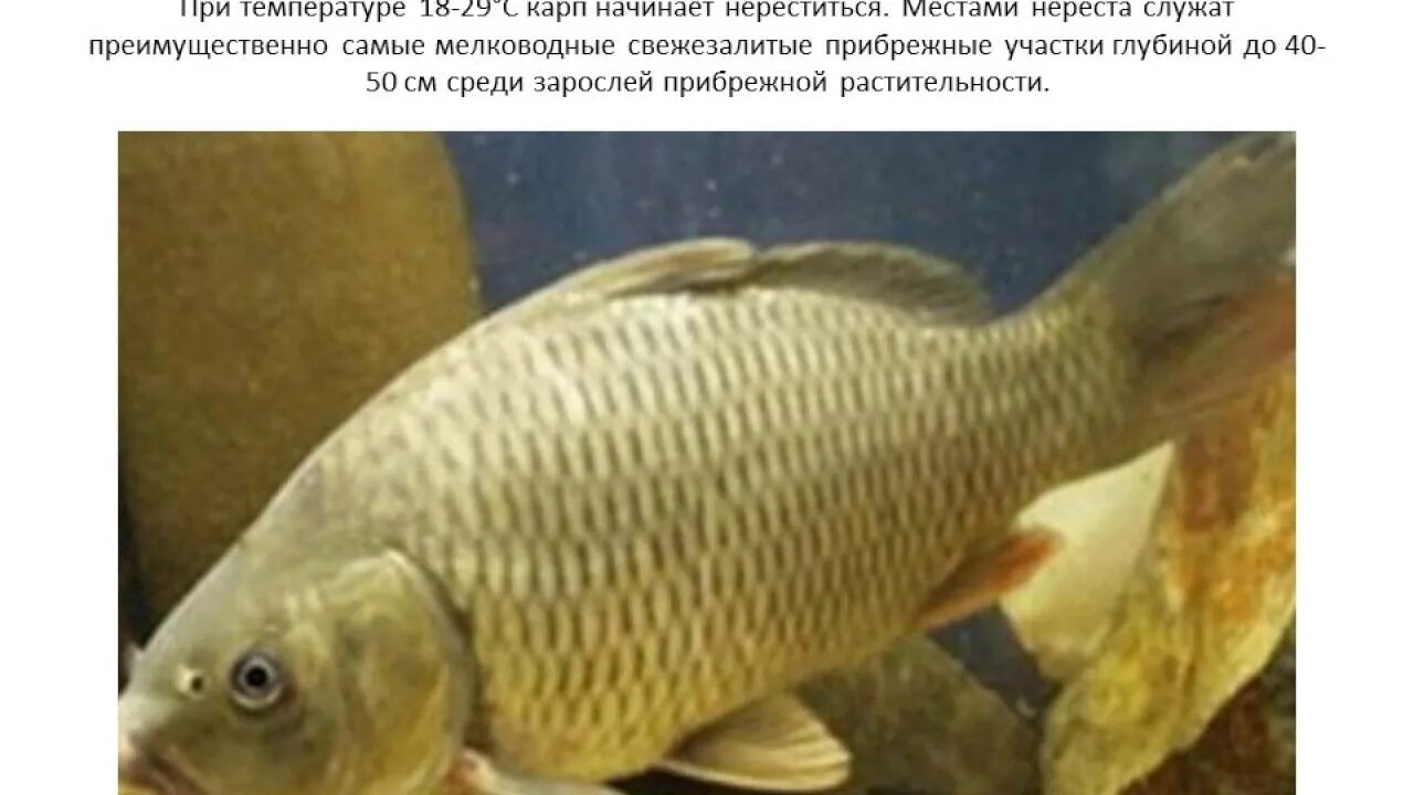 Рыба похожая на карася. Карп обыкновенный – Cyprinus Carpio. Аральский сазан. Сазан и Карп. Рыбка похожая на карася.