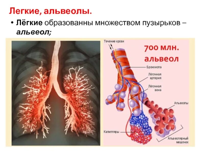 Бронхи строение альвеолы. Строение бронхов и альвеол. Строение легких альвеолы бронхи. Строение легочной альвеолы. Альвеолярные легкие характерны для