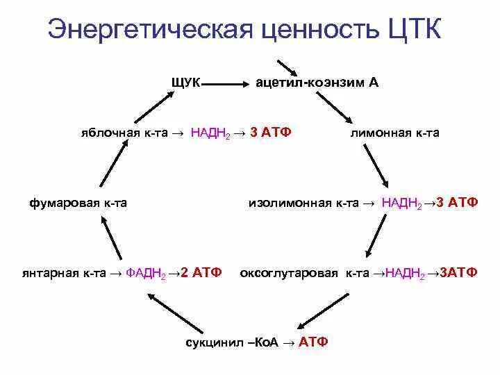 В цикле кребса образуется атф. Энергетический баланс реакции цикла трикарбоновых кислот. Цикл трикарбоновых кислот энергетическая ценность. Энергетический эффект реакций ЦТК.. Энергетический баланс цикла Кребса биохимия.