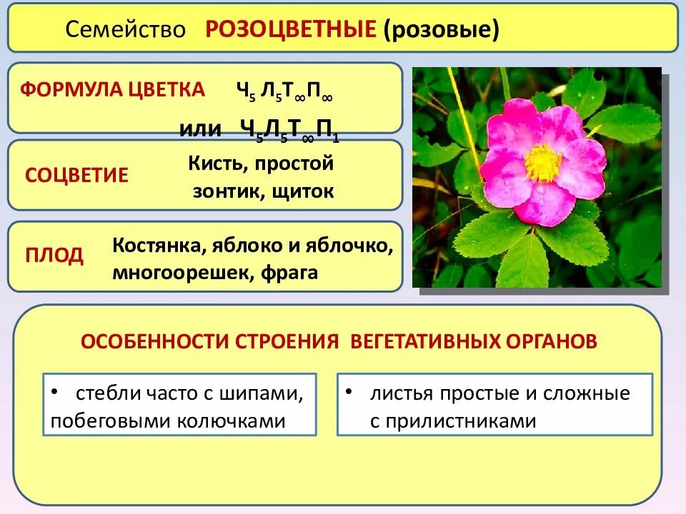 Строение семейства розоцветных растений двудольных. Формула цветка семейство Розоцветные семейство. Ареал розоцветных. Семейство розоцветных растений таблица.