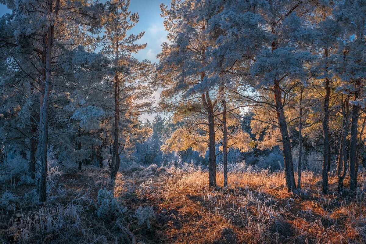 влияние соснового воздуха. проект на тему сосновый лес. фотоснимок зимнего пейзажа в курской области село донское.