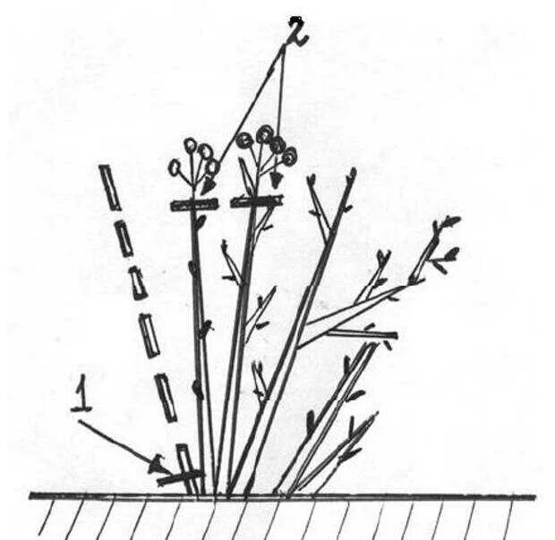 Как обрезать плетистую розу весной правильно. Обрезка плетистой розы весной. Обрезка шрабов роз весной. Схема обрезки плетистой розы весной. Схема обрезки плетистых роз весной.