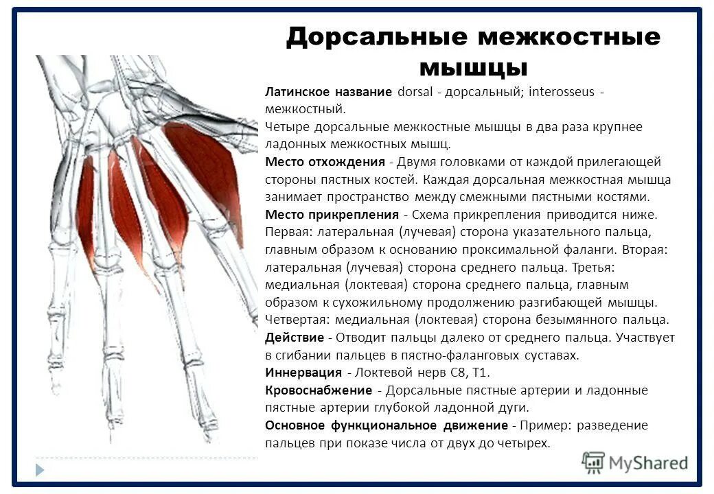 ладонные и тыльные межкостные мышцы. межкостные мышцы кисти анатомия. ладонные межкостные мышцы относятся. ладонные межкостные мышцы относятся. функции ладонных межкостных мышц.