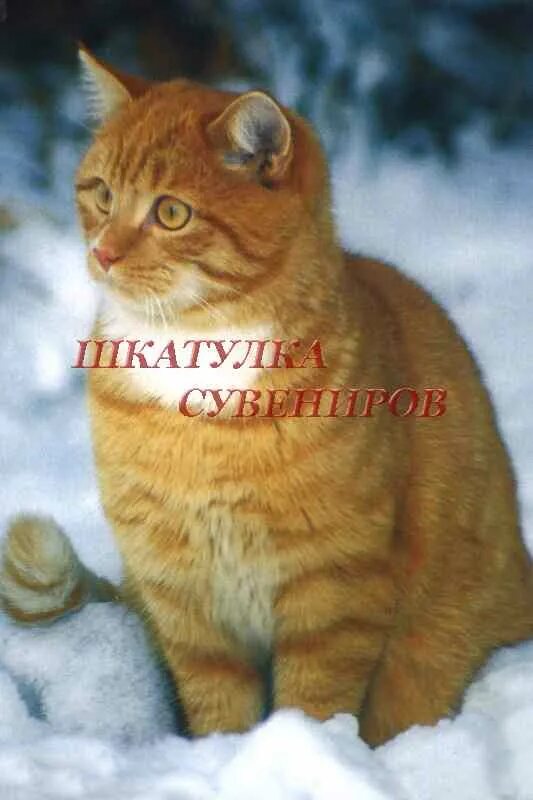 Был он рыжим текст. Рыжий кот зимой. Доброе утро зимнее с рыжим котом. Прикольный рыжий кот. Рыжий кот в снегу.