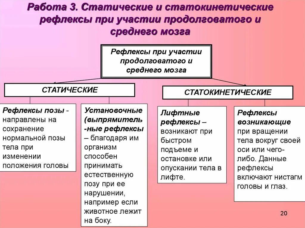 Рефлекс лифта. Статические и статокинетические рефлексы. Статические и статокинетические рефлексы среднего мозга. Двигательные рефлексы ствола мозга: статические и статокинетические.. Статосинаптические рефлексы.