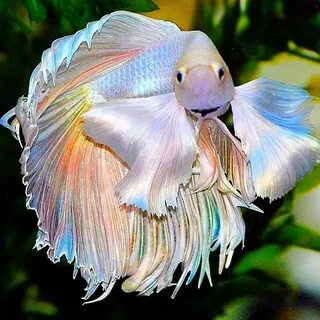 Is a beautiful fish